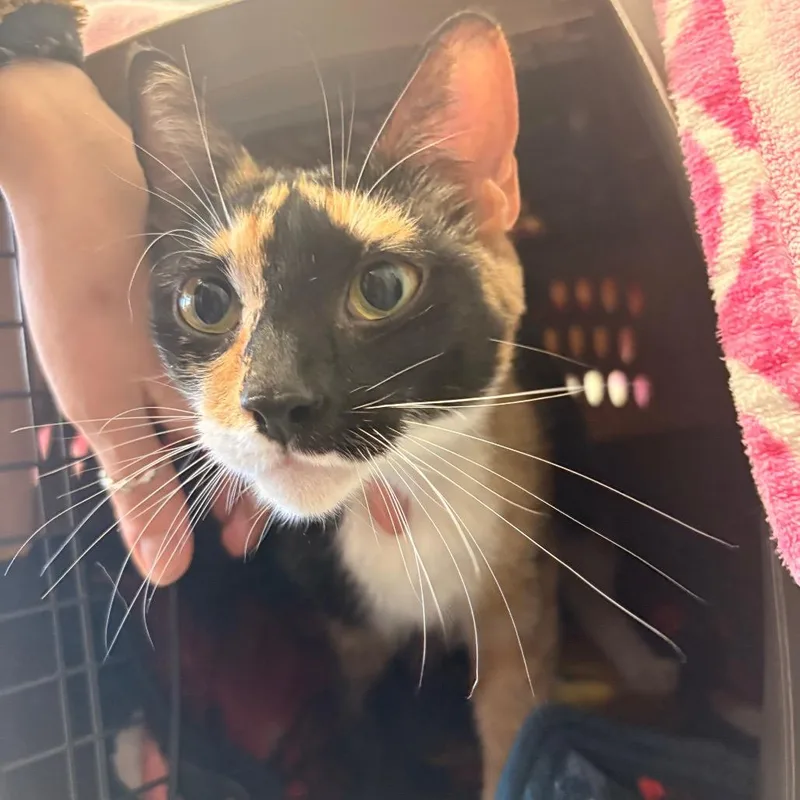 An adult medium-sized female Black Domestic Short Hair cat named Raven for adoption in South Burlington, VT