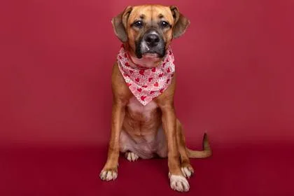 An adult medium-sized female Hound dog named Aggie for adoption in Greenville, SC