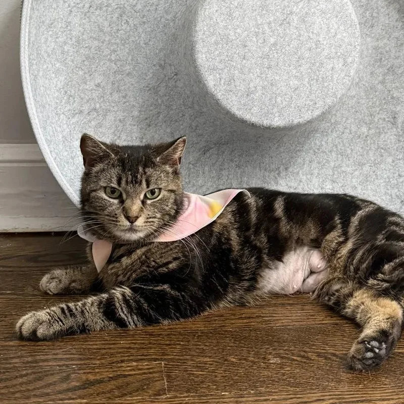 An adult medium-sized female Tabby (Brown / Chocolate) Domestic Short Hair cat named Snickers for adoption in Bridgeport, CT