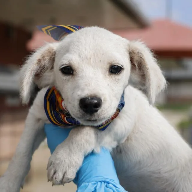 A baby small-sized male Chihuahua dog named Bandit for adoption in San Antonio, TX