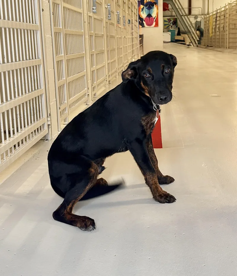 A young medium-sized male Black Labrador Retriever dog named Gogo for adoption in Chicago, IL