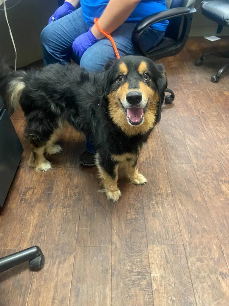 An adult medium-sized male Border Collie dog named Dog Kennel  Rocky for adoption in Greenville, TX