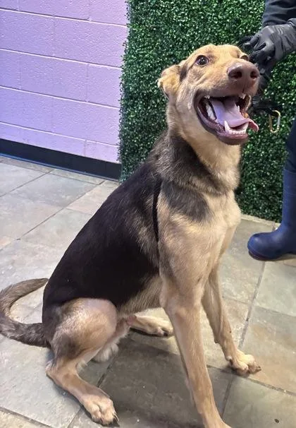 A young large-sized male German Shepherd Dog dog named 61780059 for adoption in El Paso, TX