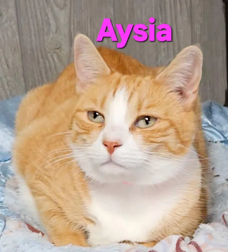 An adult medium-sized female Orange & White Tabby cat named Aysia for adoption in Macon, GA