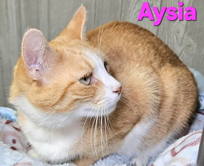 Aysia thumbnail 2