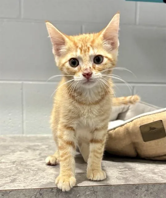 A baby small-sized male Domestic Short Hair cat named Charmin for adoption in Kalamazoo, MI