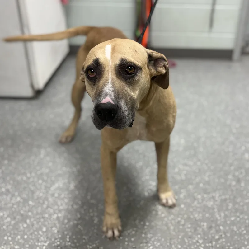 An adult large-sized male Anatolian Shepherd dog named Leo for adoption in Bardstown, KY