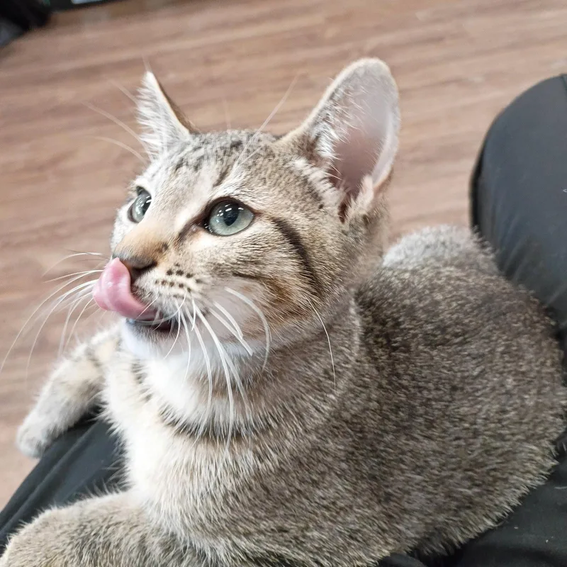 A baby medium-sized male Tabby cat named Peanut tabbyIVpack for adoption in Houston, TX