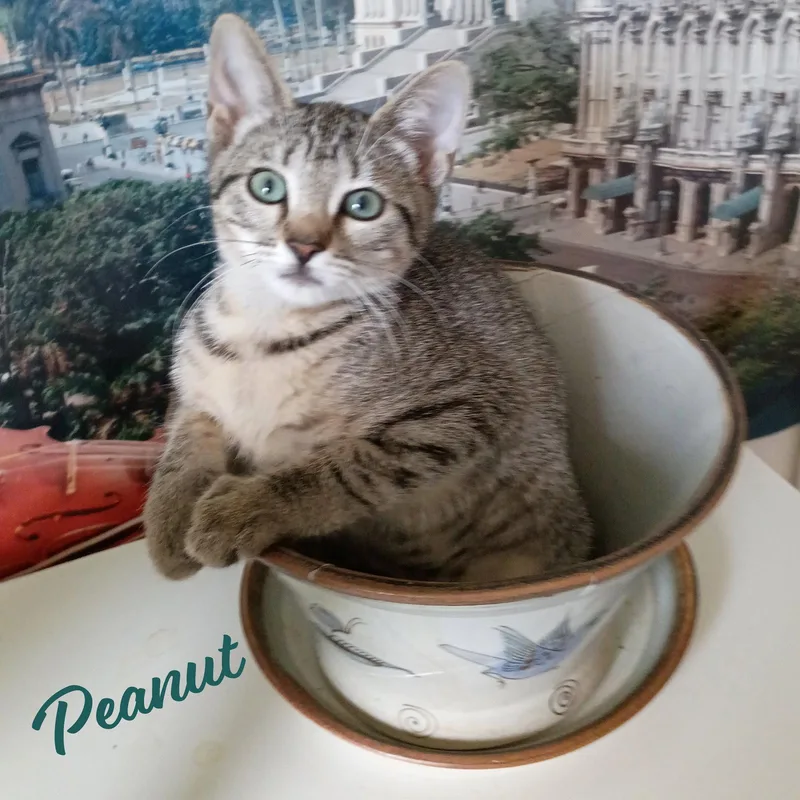 Peanut tabbyIVpack thumbnail 2