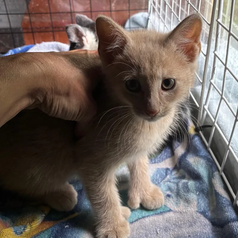 A baby small-sized male Orange / Red Domestic Short Hair cat named Rory for adoption in Carmel, IN