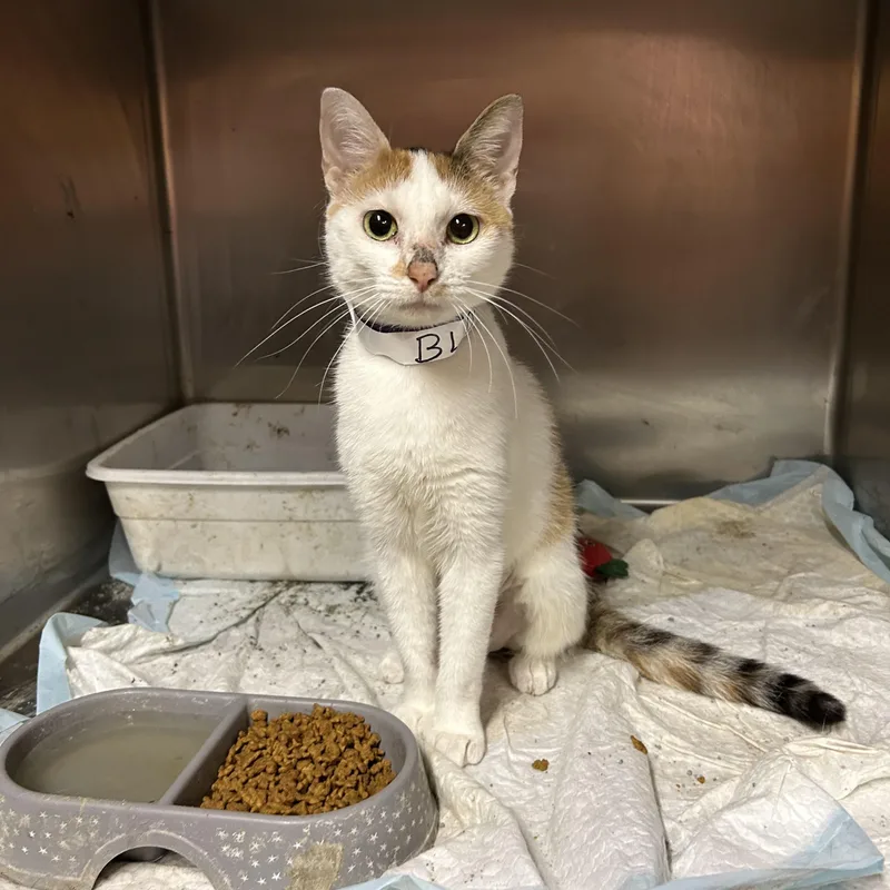 A young medium-sized female Calico Domestic Short Hair cat named Blossom for adoption in Mountain Home, AR