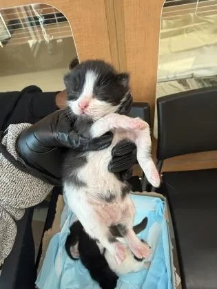 A baby small-sized female Domestic Medium Hair cat named Boulangerie for adoption in Chamblee, GA