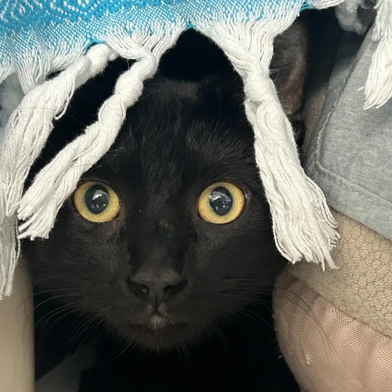 An adult medium-sized male Black Domestic Short Hair cat named Sage for adoption in Charlottesville, VA