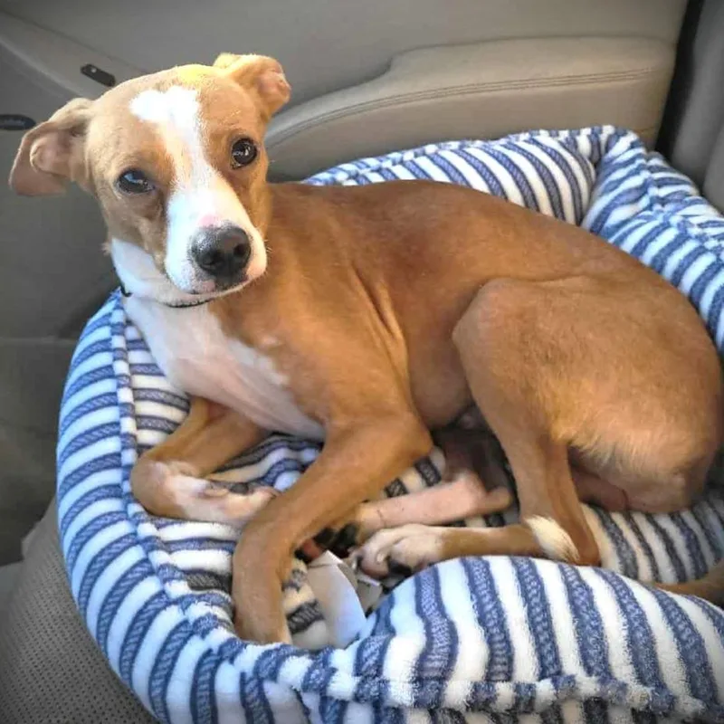 An adult small-sized male Gray / Blue / Silver Chihuahua dog named Bruiser for adoption in Enterprise, AL