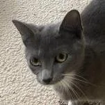 A baby small-sized female Gray / Blue / Silver Russian Blue cat named Misty for adoption in Liverpool, TX