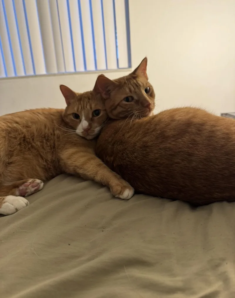 An adult large-sized male Orange / Red American Shorthair cat named Honey Whiskey & Gizmo for adoption in Homestead, FL