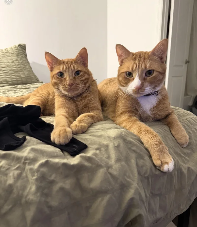 Honey Whiskey & Gizmo thumbnail 2