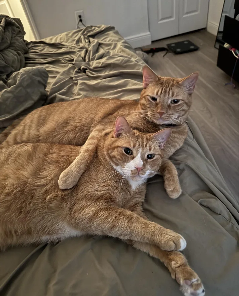 Honey Whiskey & Gizmo thumbnail 3