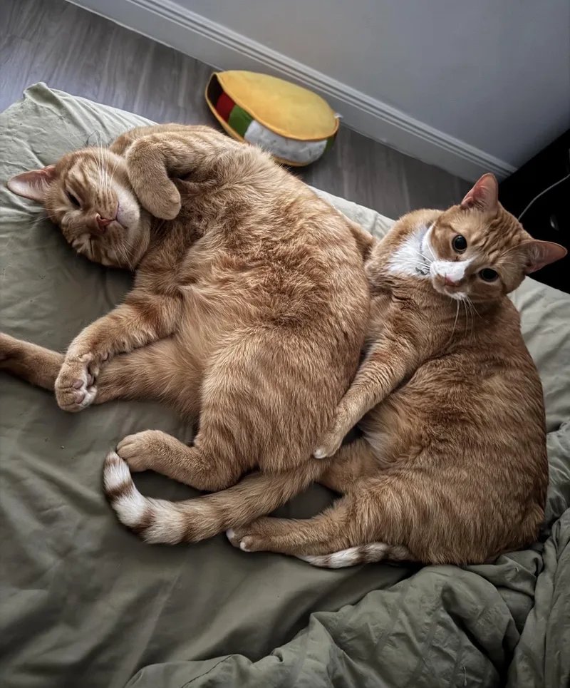 Honey Whiskey & Gizmo thumbnail 4