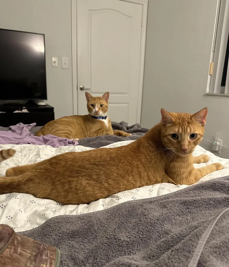 Honey Whiskey & Gizmo thumbnail 5