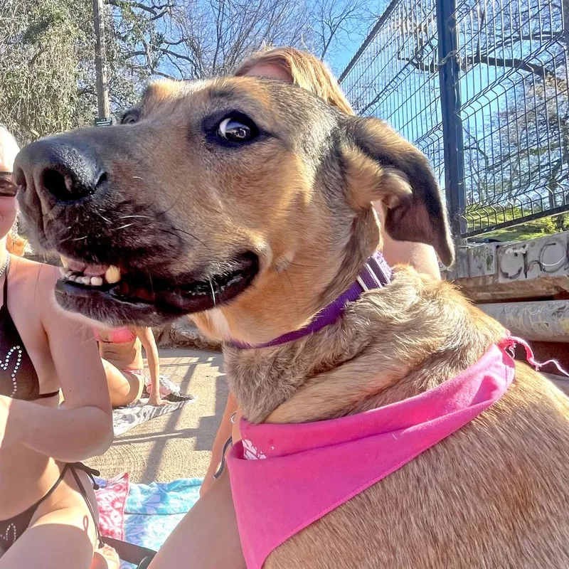An adult large-sized female Yellow / Tan / Blond / Fawn Shepherd dog named Apricot for adoption in Austin, TX