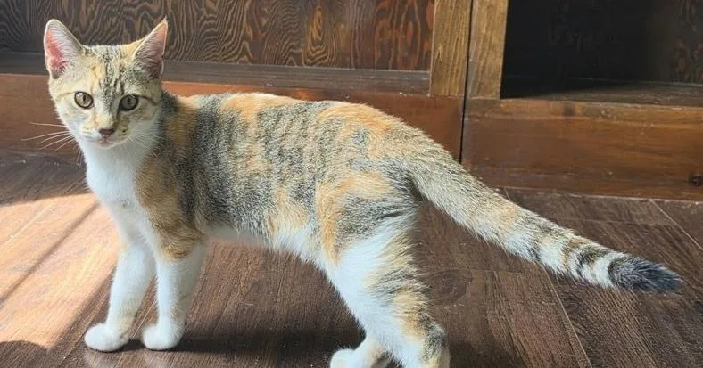 A baby small-sized female Domestic Short Hair cat named Hildegard for adoption in Kinston, NC