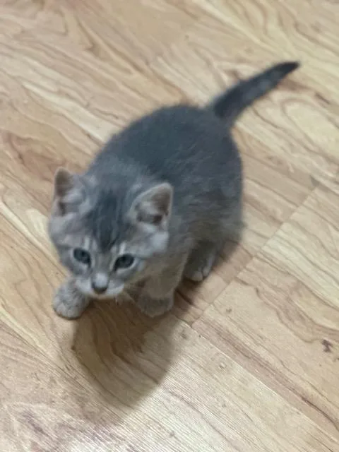 A baby medium-sized female Tabby (Gray / Blue / Silver) Domestic Short Hair cat named Molly for adoption in Lakeville, MN