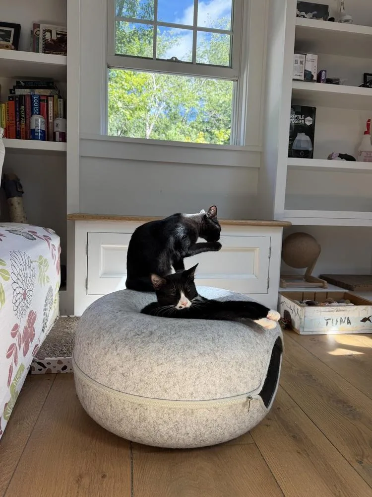 A baby small-sized female Domestic Short Hair cat named Teletubbies:  Po for adoption in Warren, CT