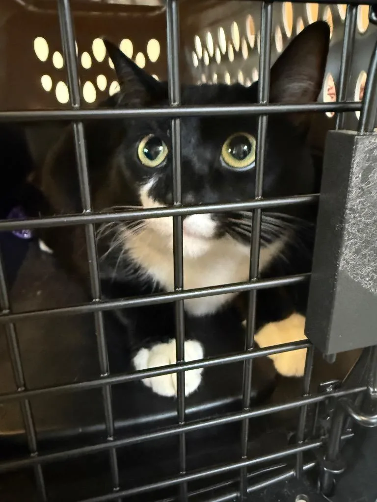 Figaro thumbnail 2