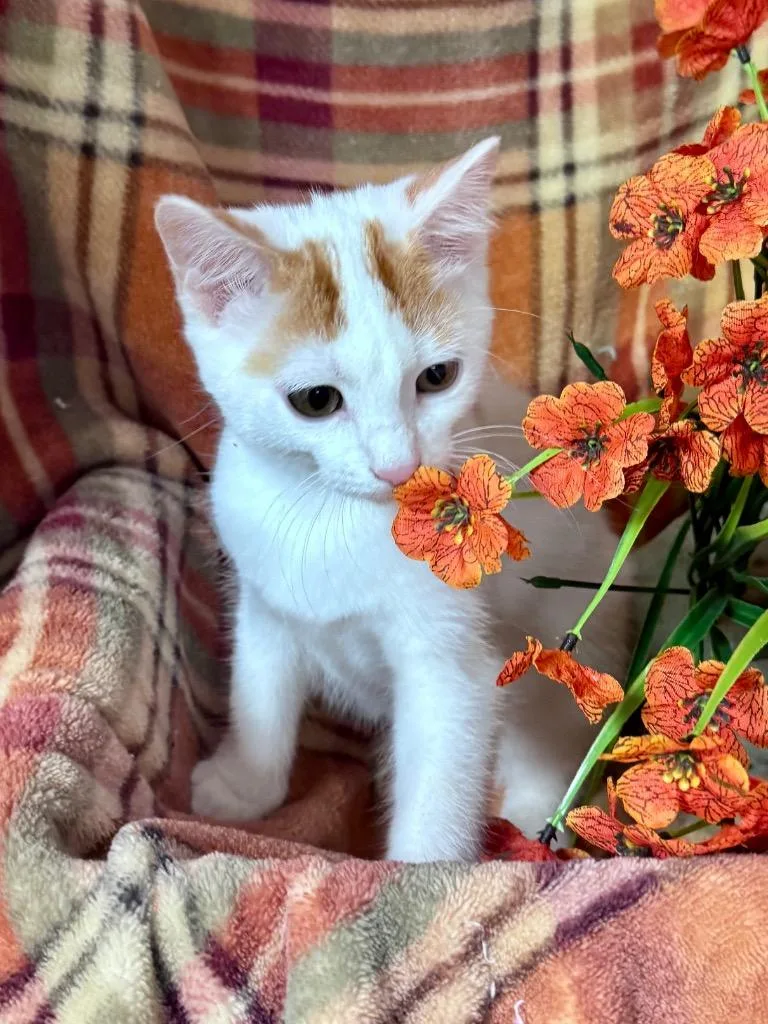 A baby small-sized female Domestic Short Hair cat named Ladybug for adoption in Stillwater, OK