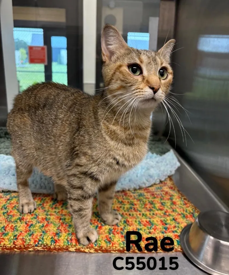A young medium-sized female Domestic Short Hair cat named Rae for adoption in Clarksville, TN