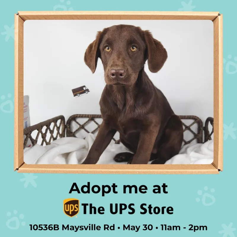 A baby medium-sized female Brown / Chocolate Labrador Retriever dog named Boxes for adoption in Fort Wayne, IN