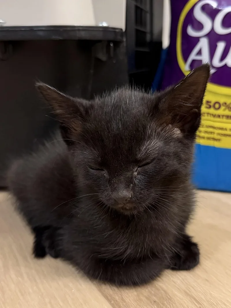 A baby medium-sized male Domestic Short Hair cat named Theodore for adoption in Columbia, SC
