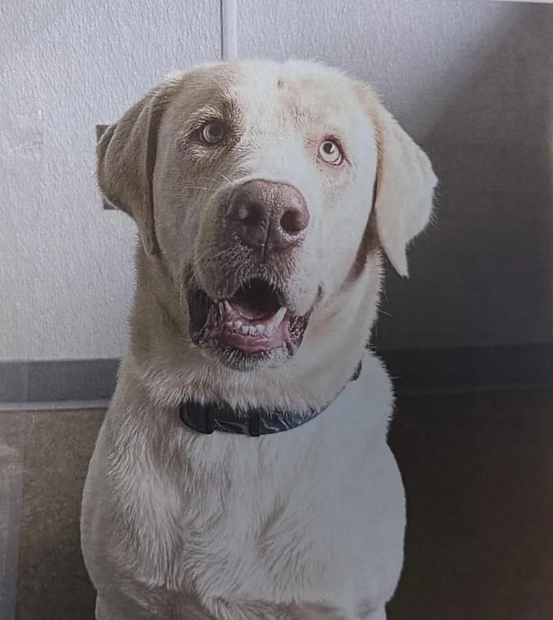 An adult large-sized male Labrador Retriever dog named Calhoun for adoption in Fort Madison, IA