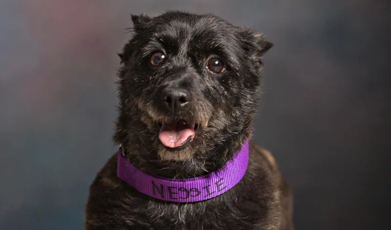 An adult small-sized female Brindle Cairn Terrier dog named Nessie for adoption in Seville, OH