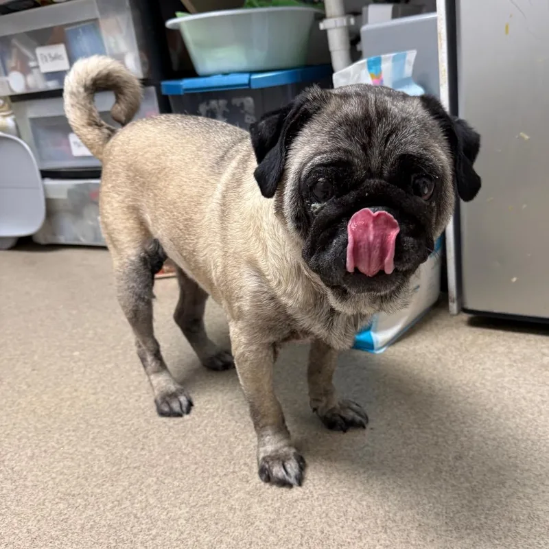 Otis