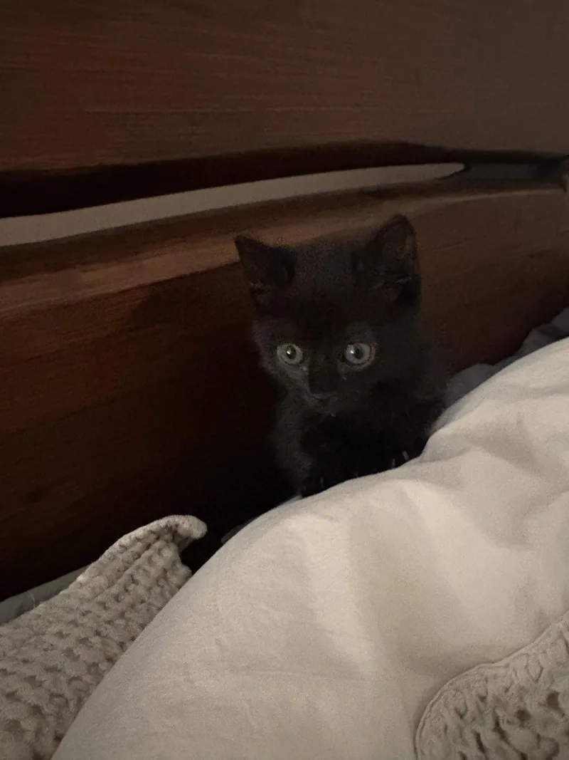 A baby small-sized female Black Domestic Short Hair cat named Bisou for adoption in Philadelphia, PA