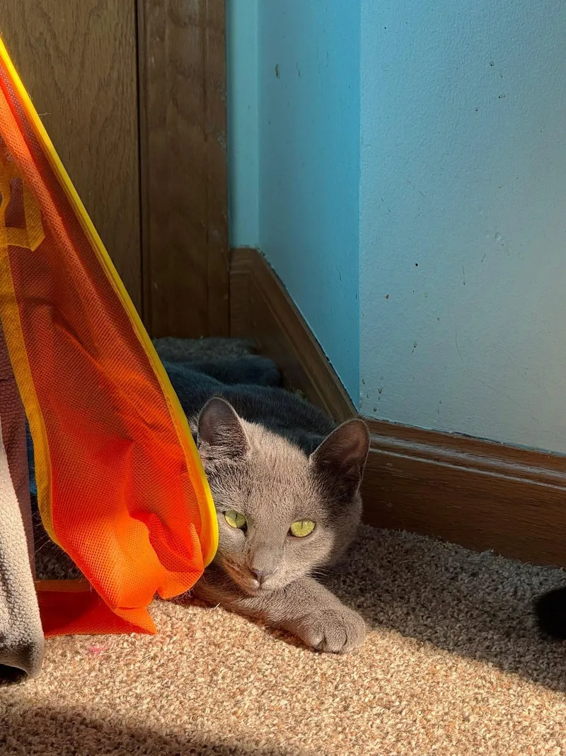 Misha & Cobalt thumbnail 2