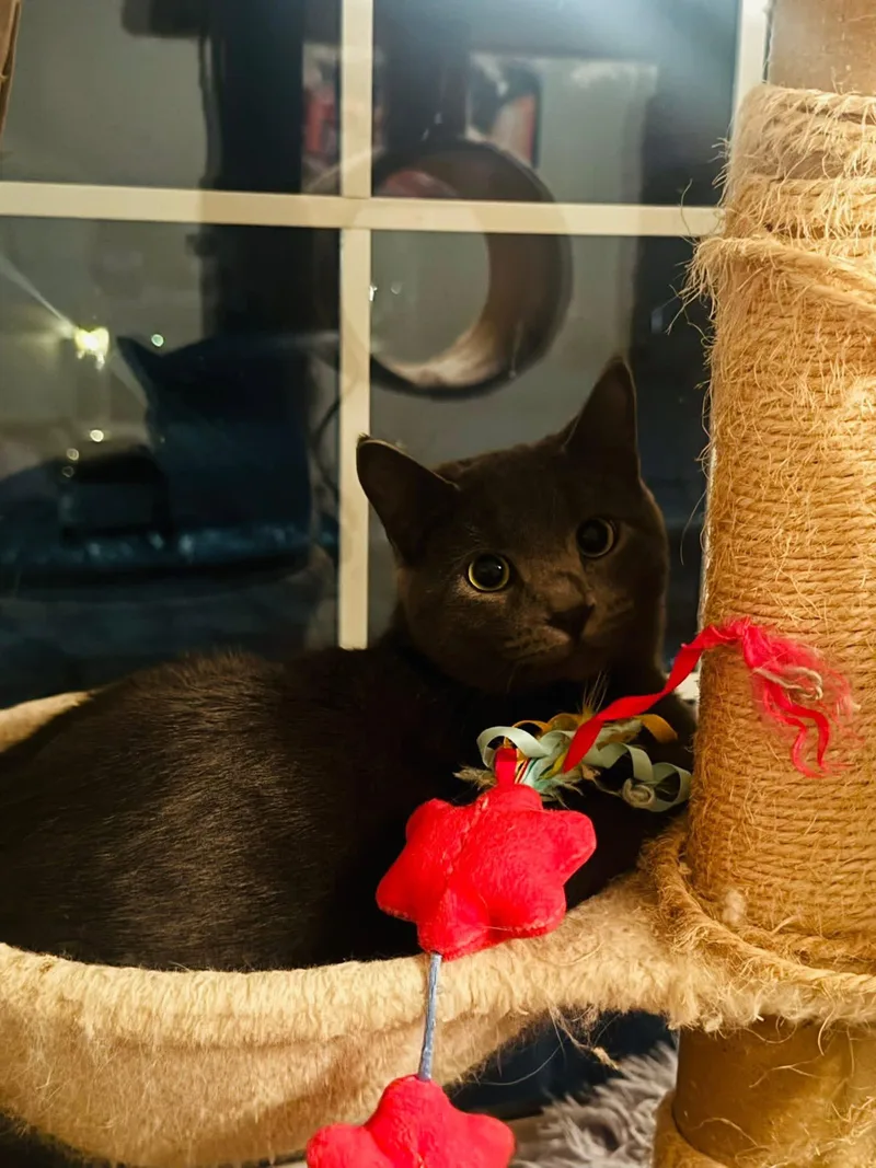 Misha & Cobalt thumbnail 3