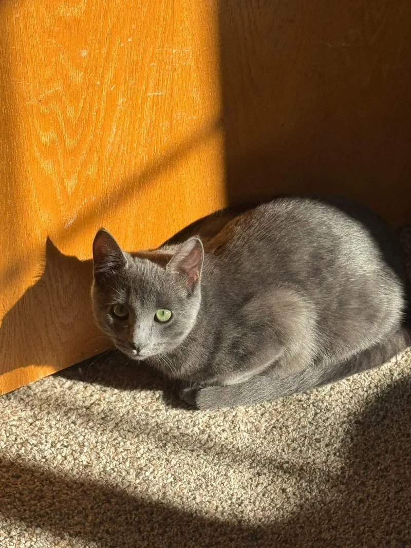 Misha & Cobalt thumbnail 4