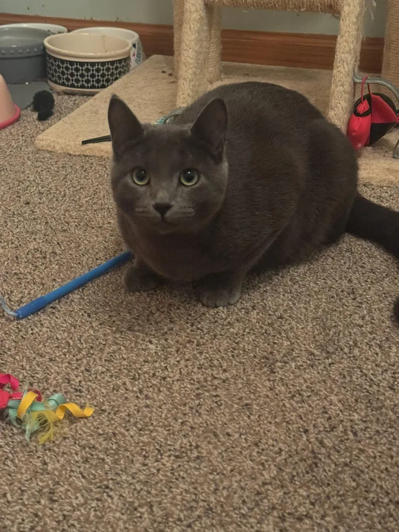 Misha & Cobalt thumbnail 5