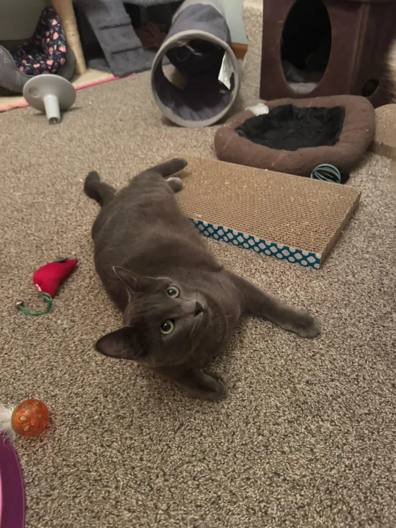 Misha & Cobalt thumbnail 6