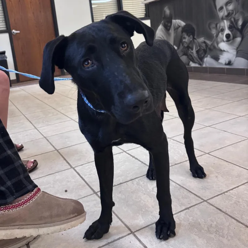 An adult medium-sized female Black Mixed Breed dog named strayFloydRoad for adoption in Columbus, GA