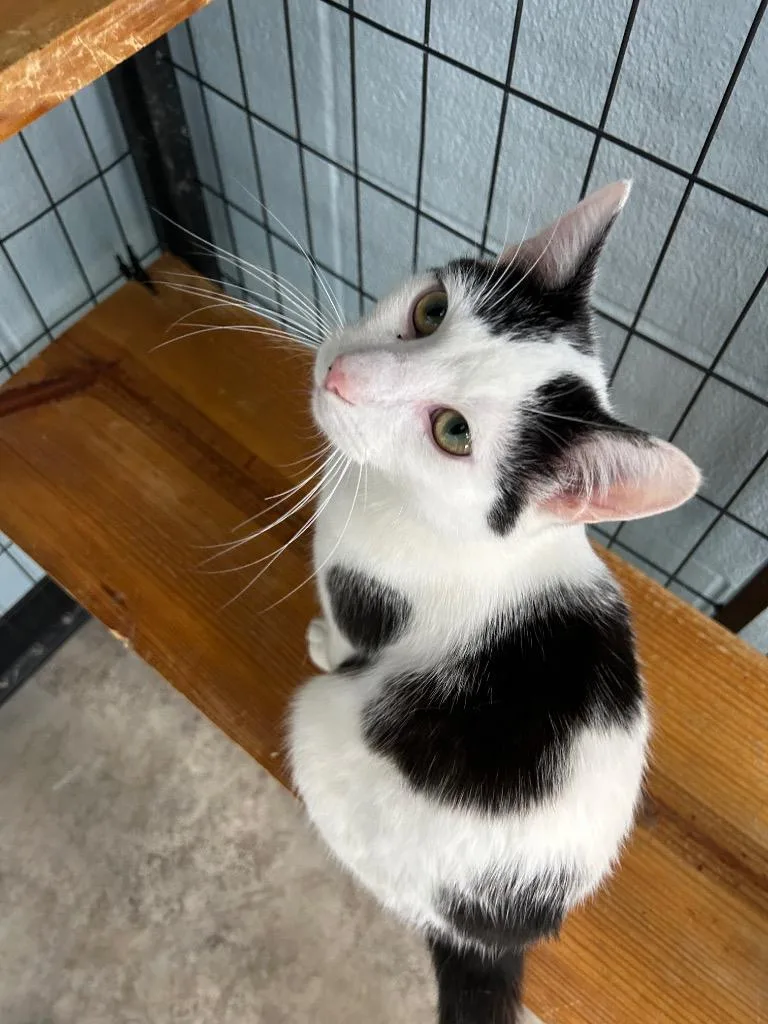A baby medium-sized male Black & White / Tuxedo Domestic Short Hair cat named Sage for adoption in Dayton, OH