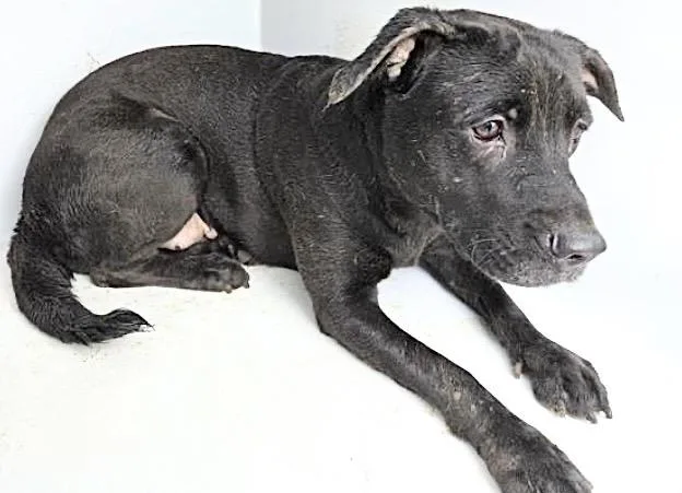 An adult medium-sized female Labrador Retriever dog named Molly for adoption in Houston, TX