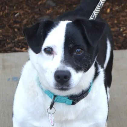 A young medium-sized male Parson Russell Terrier dog named Luther+ for adoption in Elk Grove Village, IL