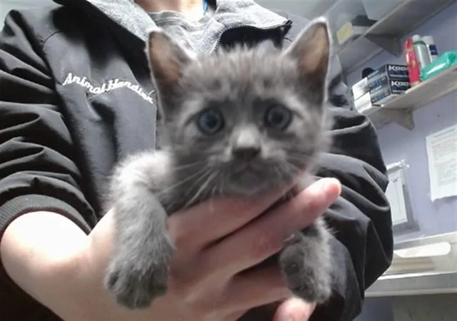A baby small-sized female Domestic Short Hair cat named Makita for adoption in Albuquerque, NM