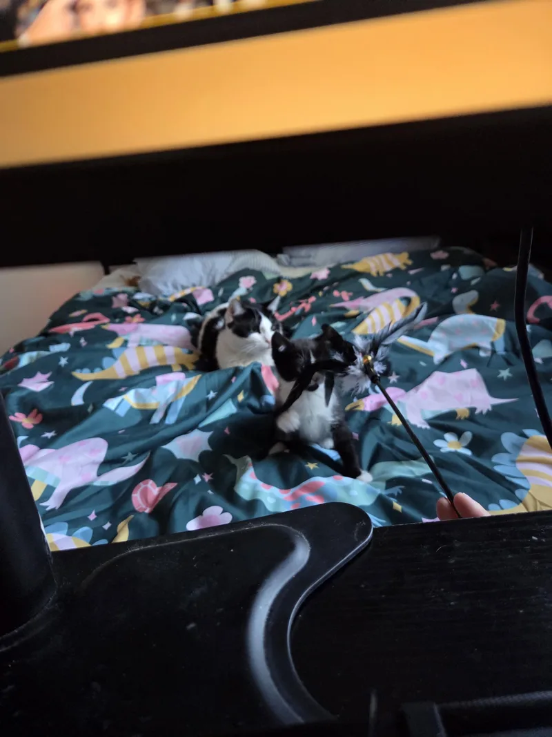 A baby small-sized female Black Domestic Short Hair cat named Little Roo for adoption in Fruit Heights, UT