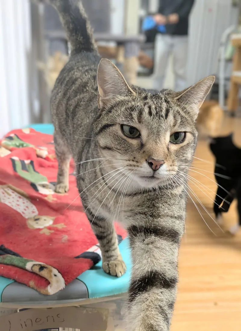 An adult medium-sized female Domestic Short Hair cat named Destiny for adoption in Apollo, PA