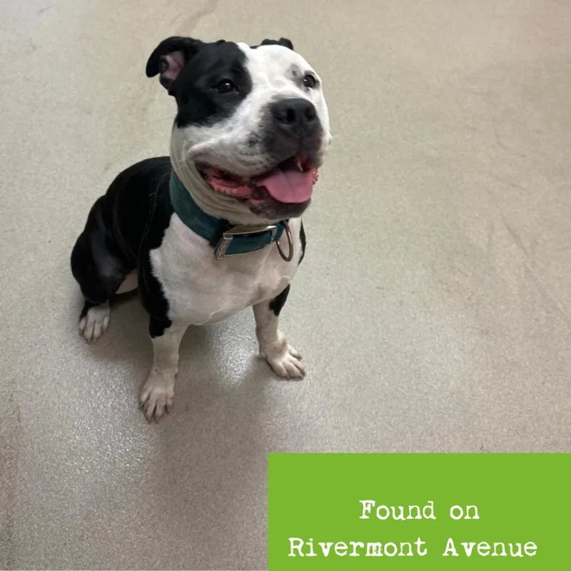 An adult large-sized female Black Pit Bull Terrier dog named Shania for adoption in Roanoke, VA